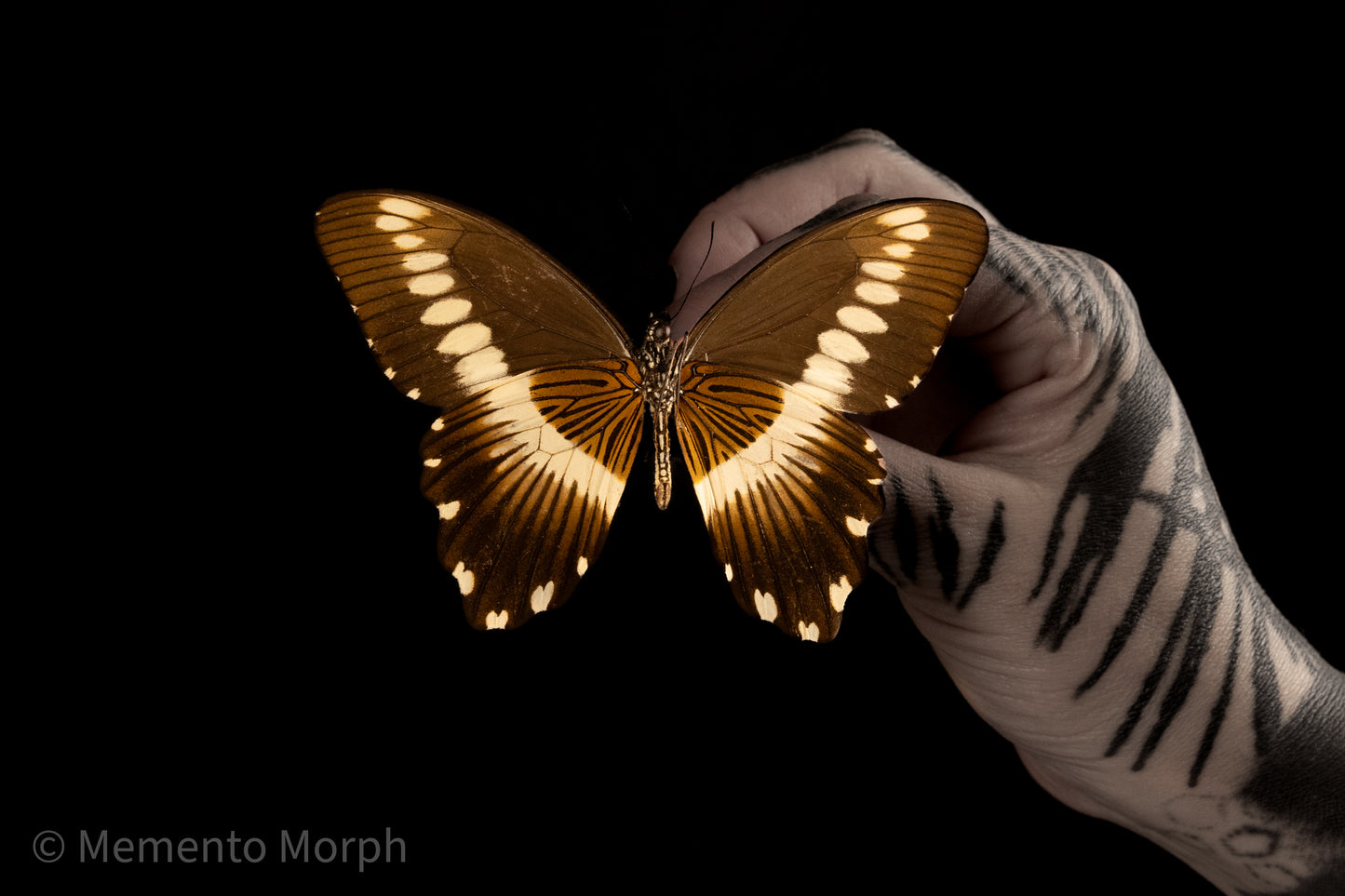 Papilio Gallienus (Folded Wings)