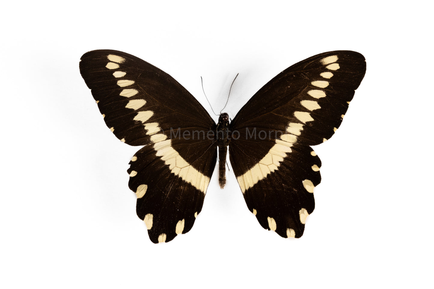 Papilio Gallienus (Folded Wings)