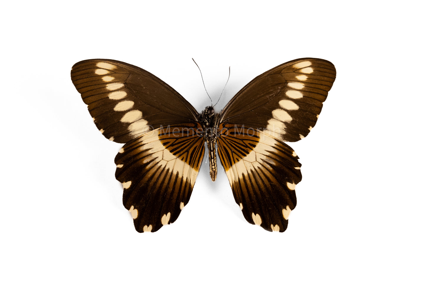 Papilio Gallienus (Folded Wings)