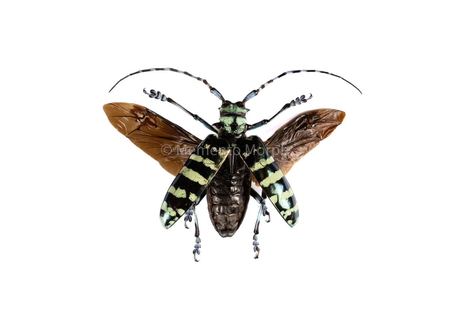 Anoplophora Graafi (Spread)