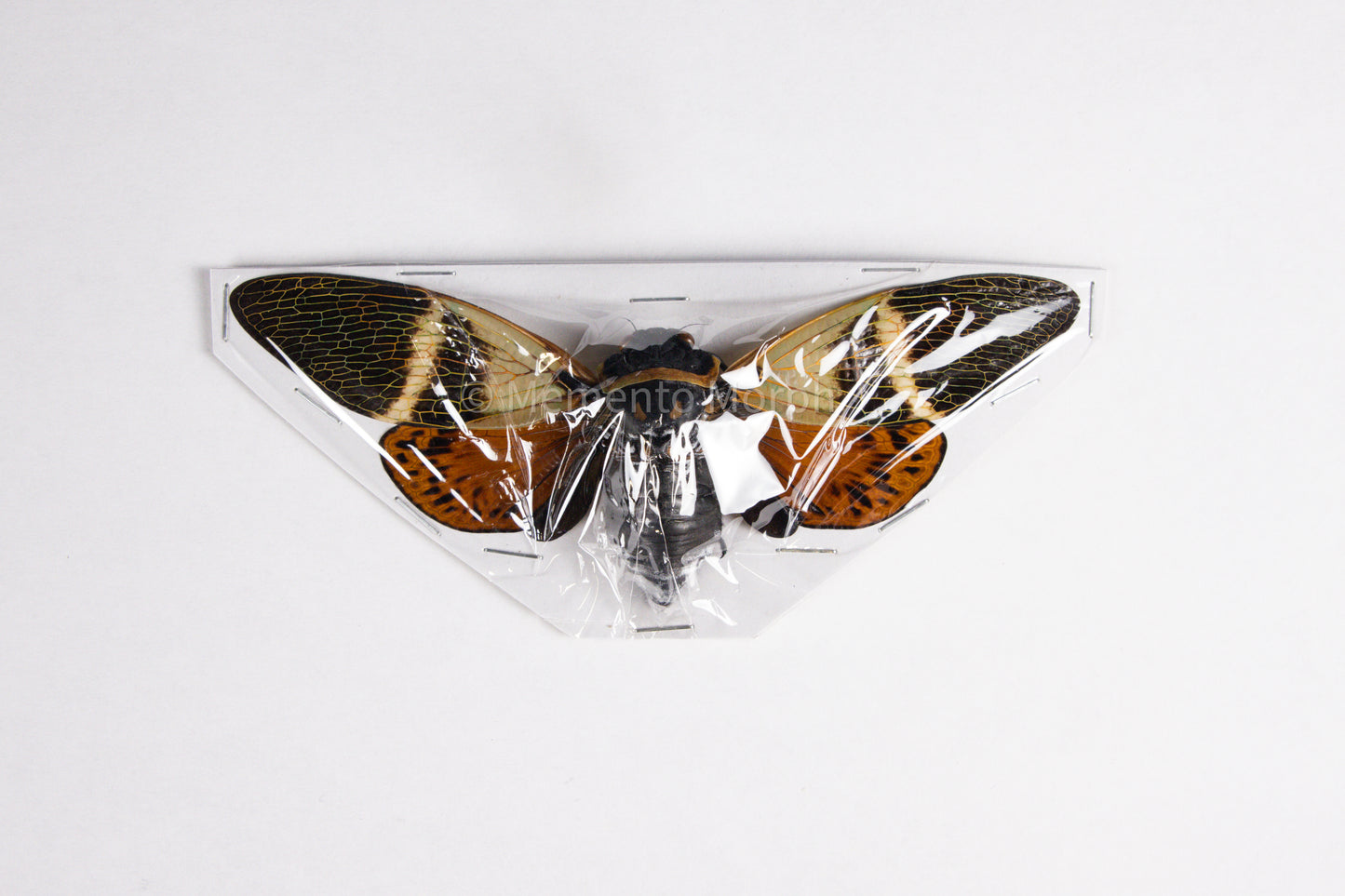 Angamiana Floridula Cicada (Spread)