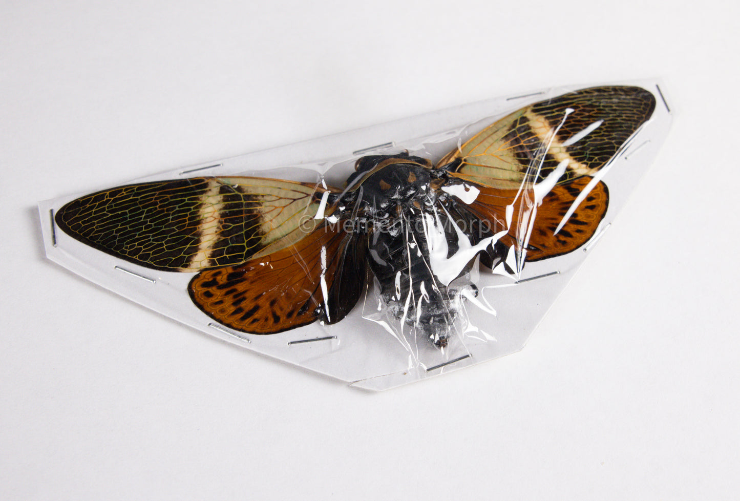 Angamiana Floridula Cicada (Spread)