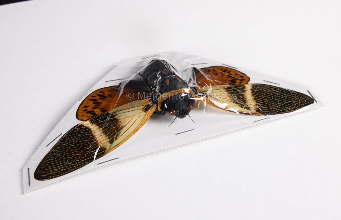Angamiana Floridula Cicada (Spread)
