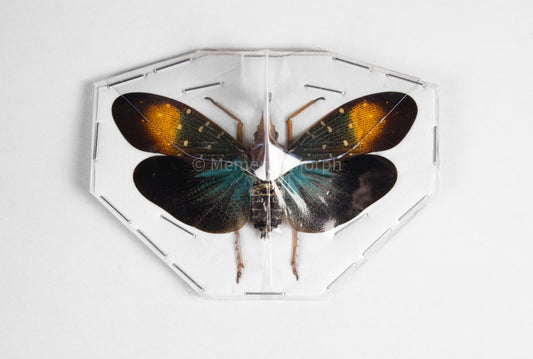 Pyrops Gunjii Lanternfly (Spread)