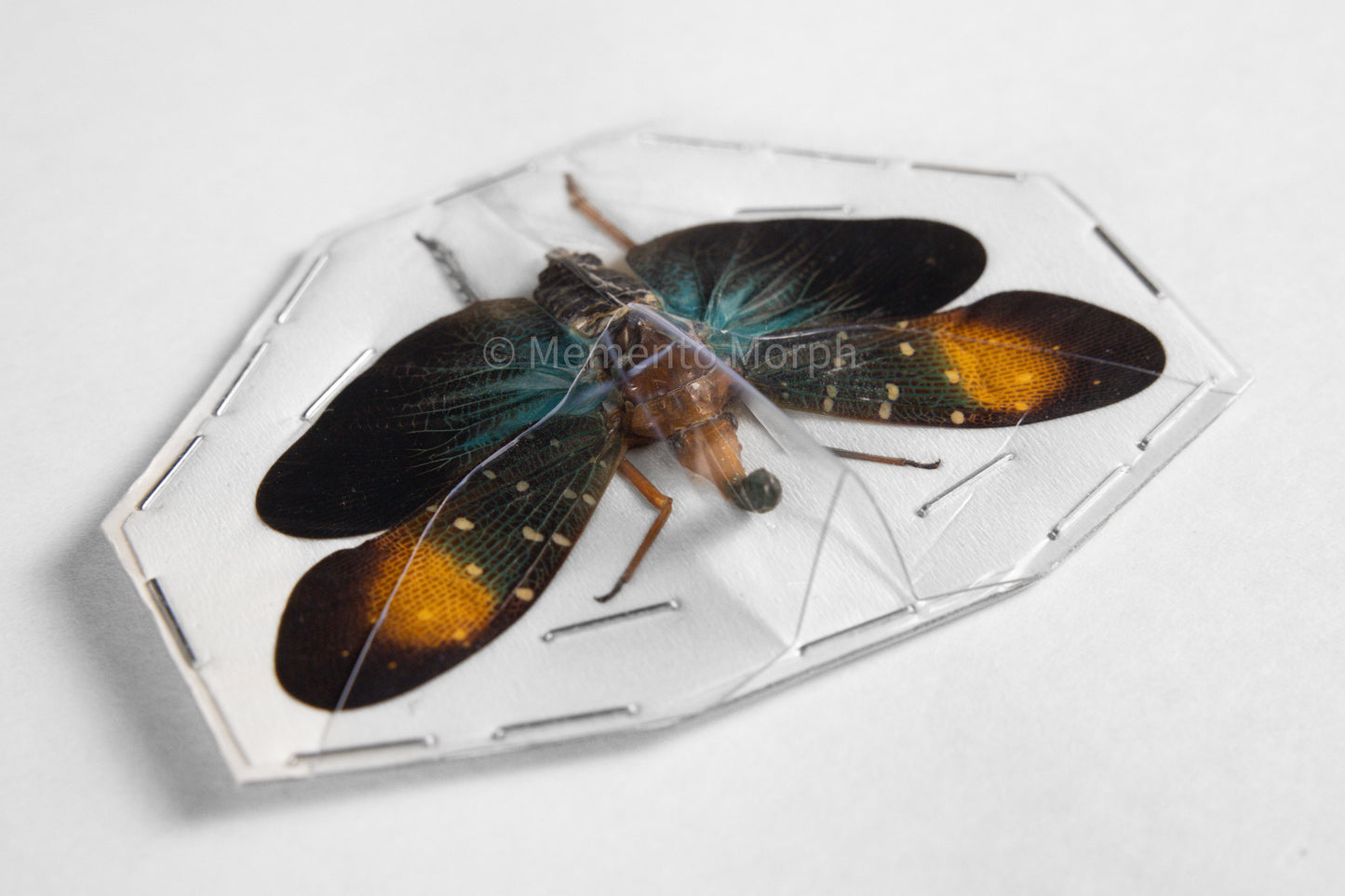 Pyrops Gunjii Lanternfly (Spread)