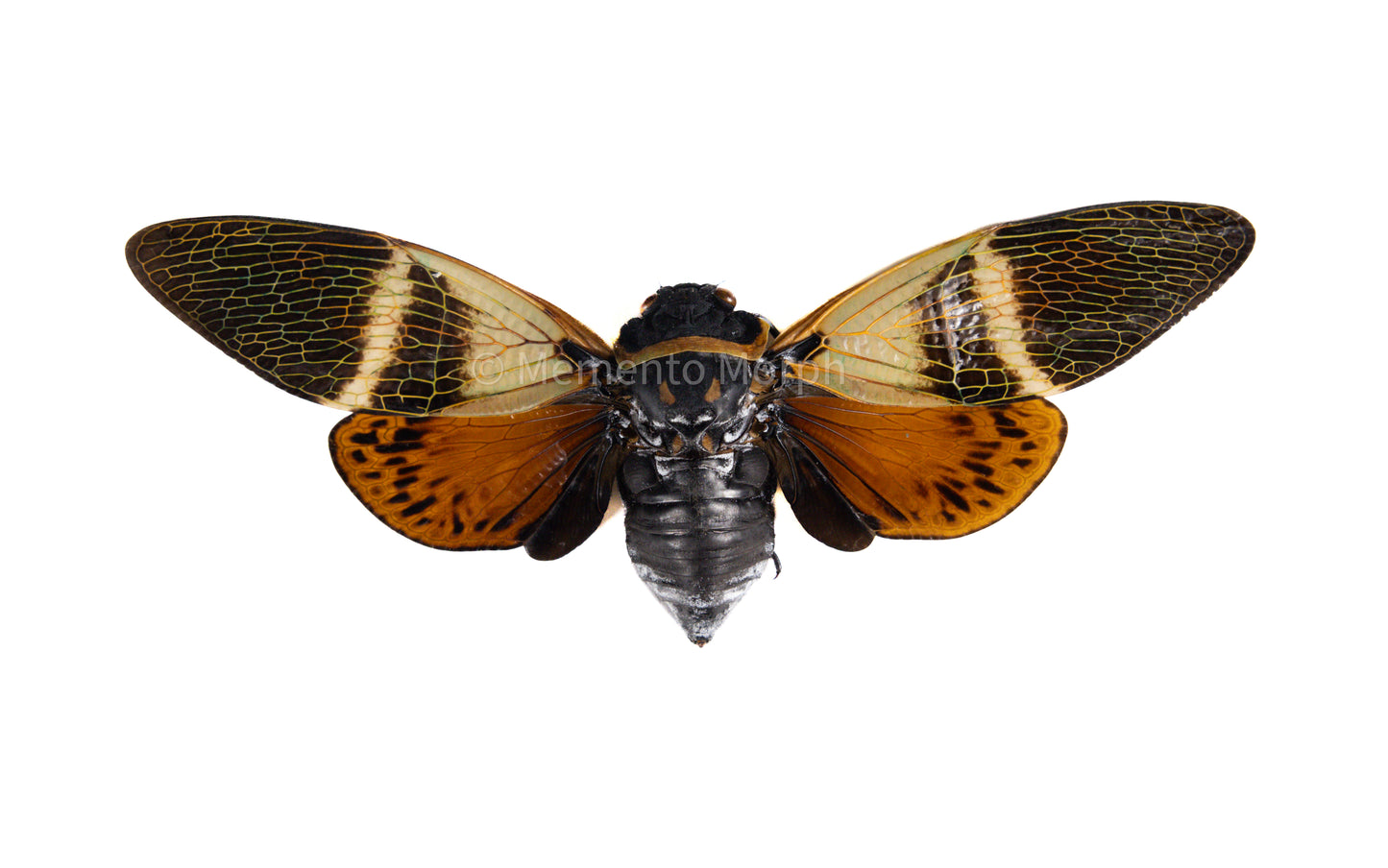 Angamiana Floridula Cicada (Spread)