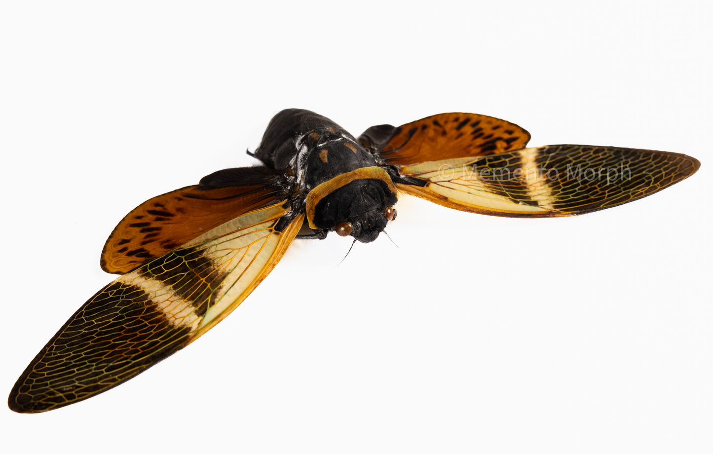 Angamiana Floridula Cicada (Spread)
