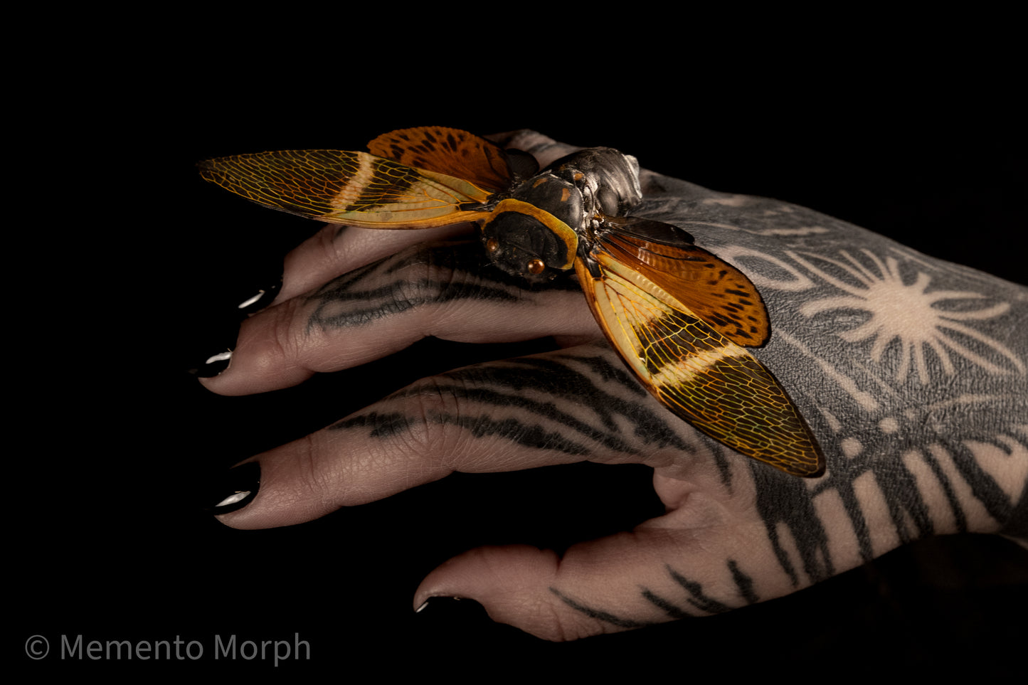 Angamiana Floridula Cicada (Spread)
