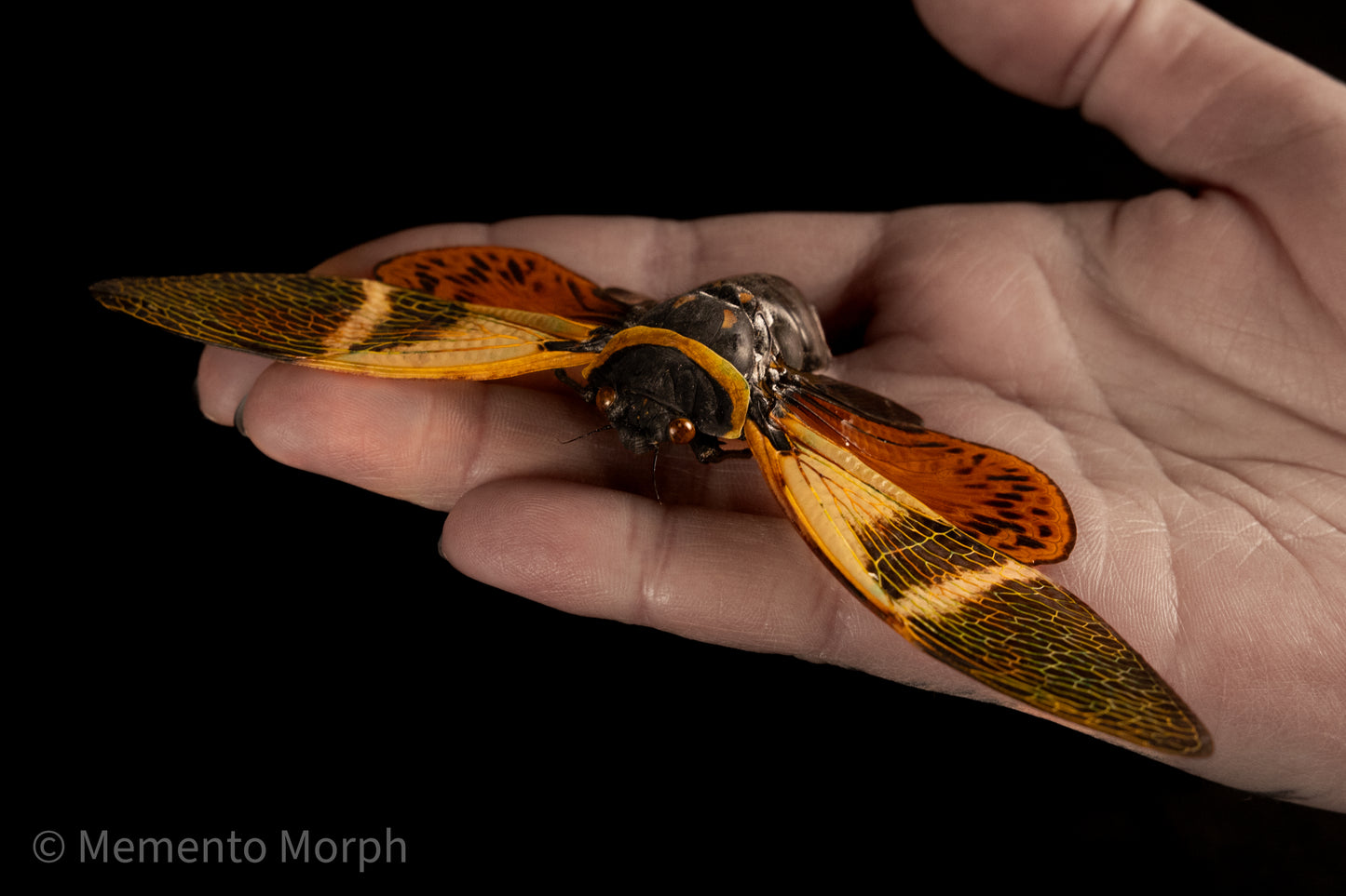 Angamiana Floridula Cicada (Spread)