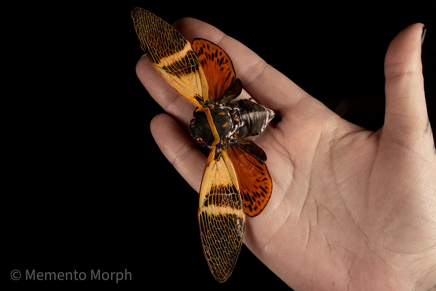 Angamiana Floridula Cicada (Spread)
