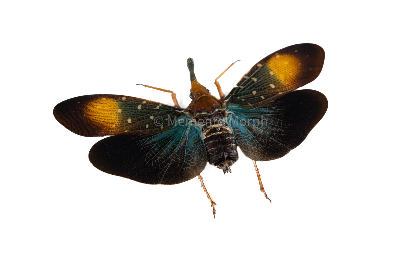 Pyrops Gunjii Lanternfly (Spread)