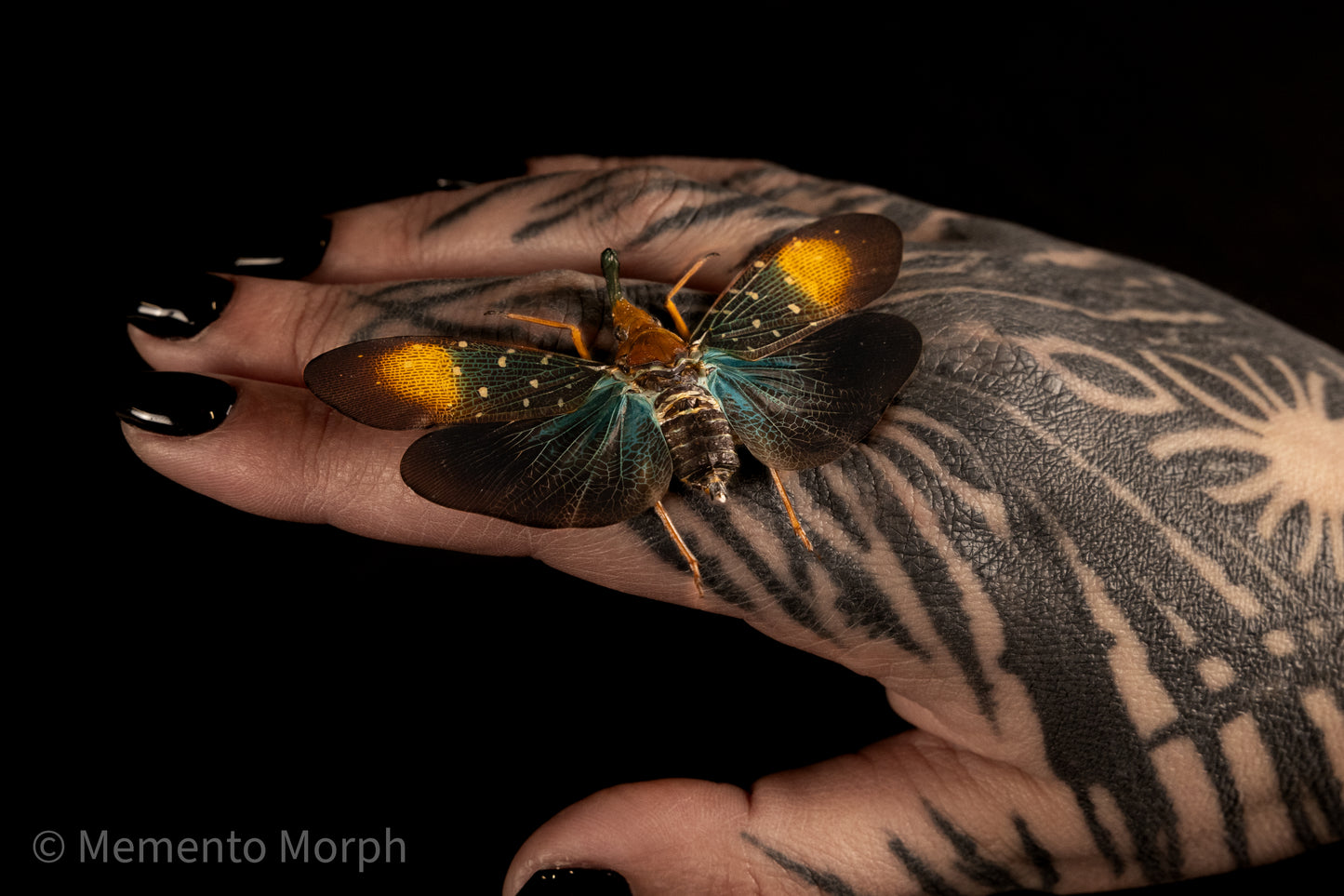 Pyrops Gunjii Lanternfly (Spread)