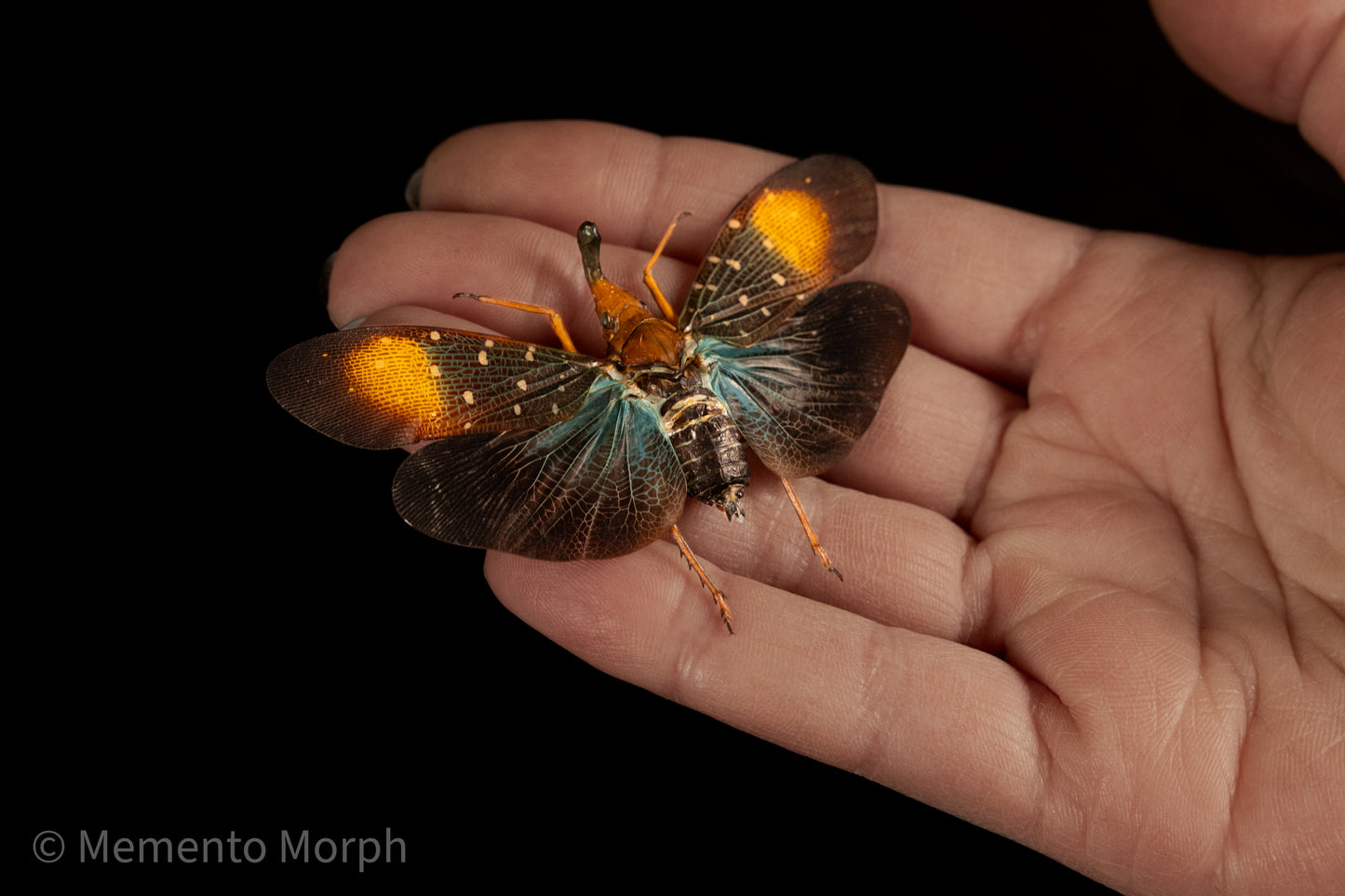 Pyrops Gunjii Lanternfly (Spread)