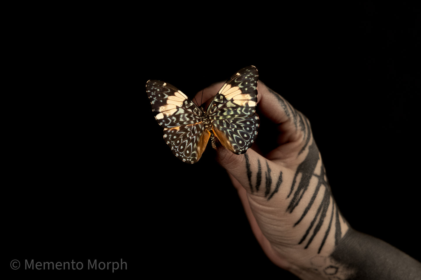Hamadryas Amphinome (Folded Wings)