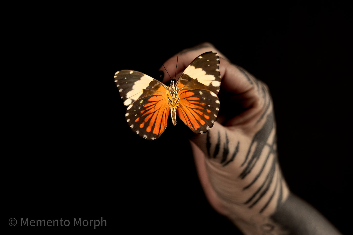 Hamadryas Amphinome (Folded Wings)
