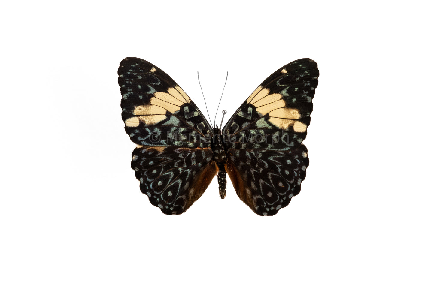 Hamadryas Amphinome (Folded Wings)