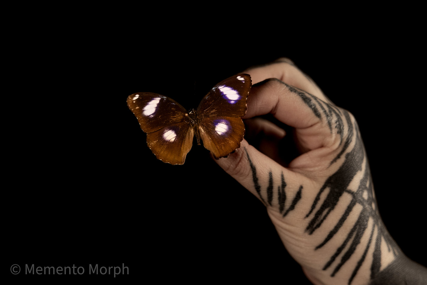 Hypolimnas Bolina (Folded Wings)