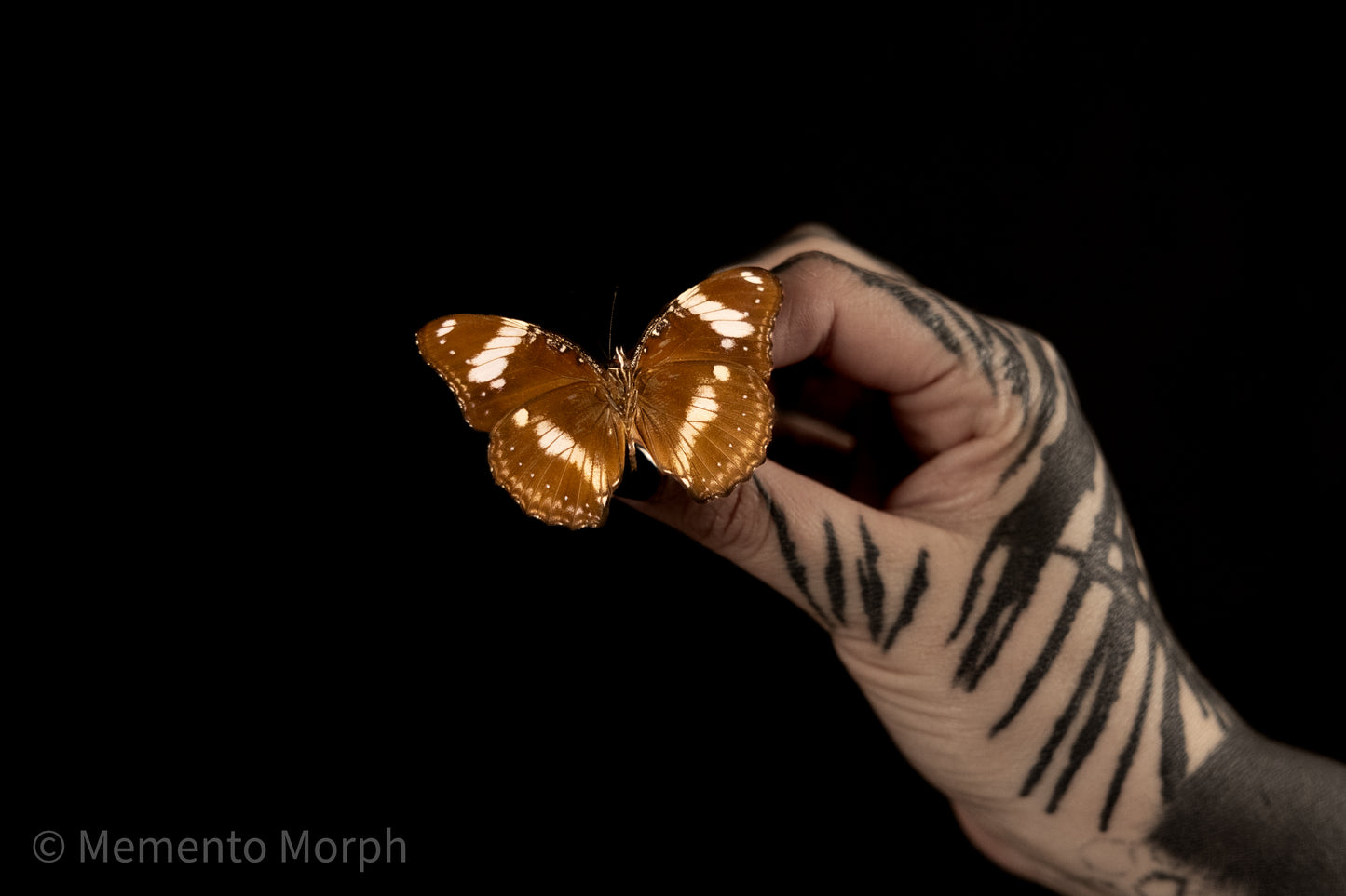 Hypolimnas Bolina (Folded Wings)