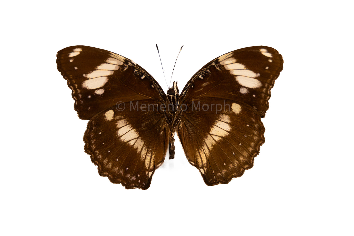 Hypolimnas Bolina (Folded Wings)