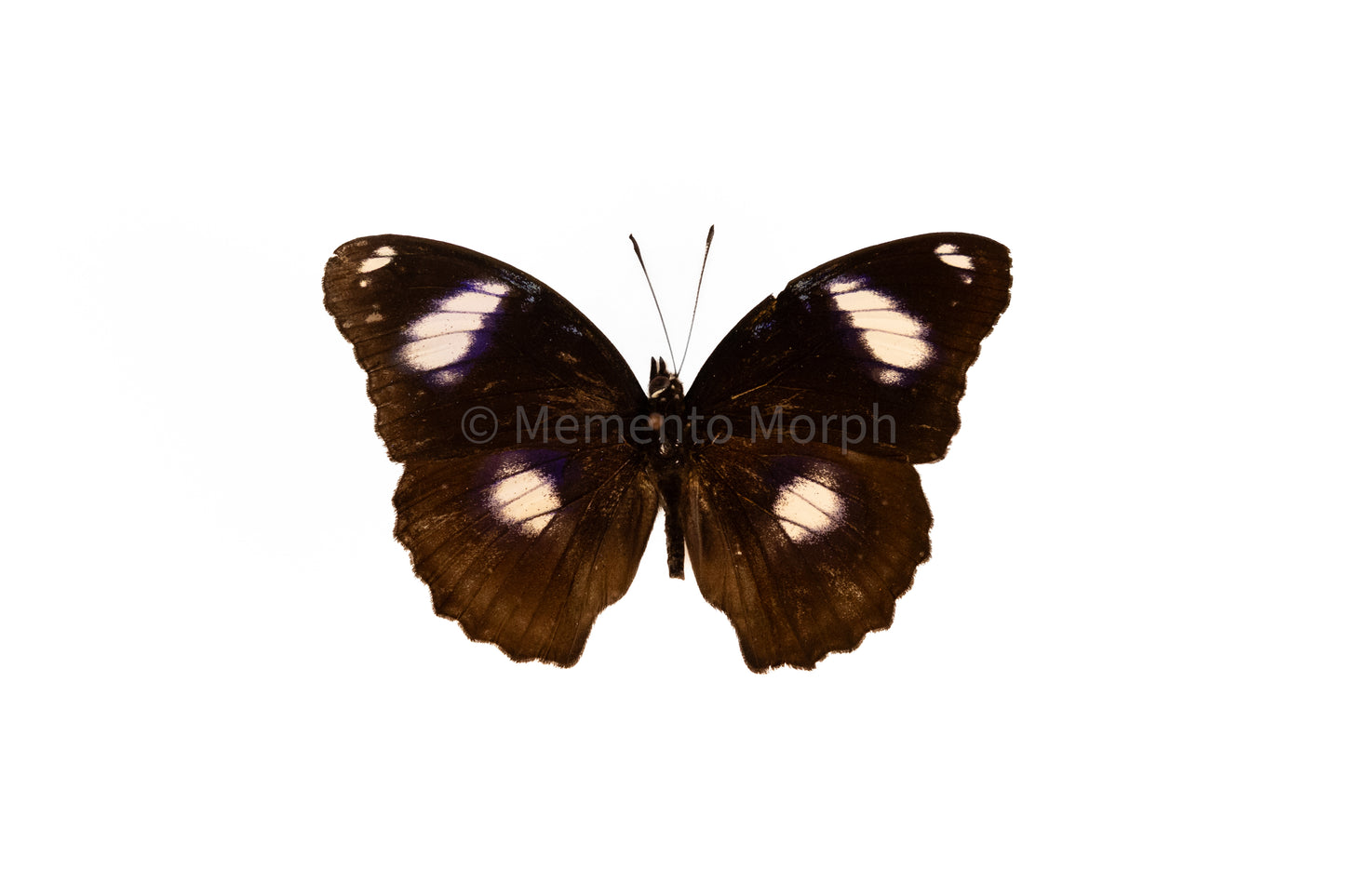 Hypolimnas Bolina (Folded Wings)