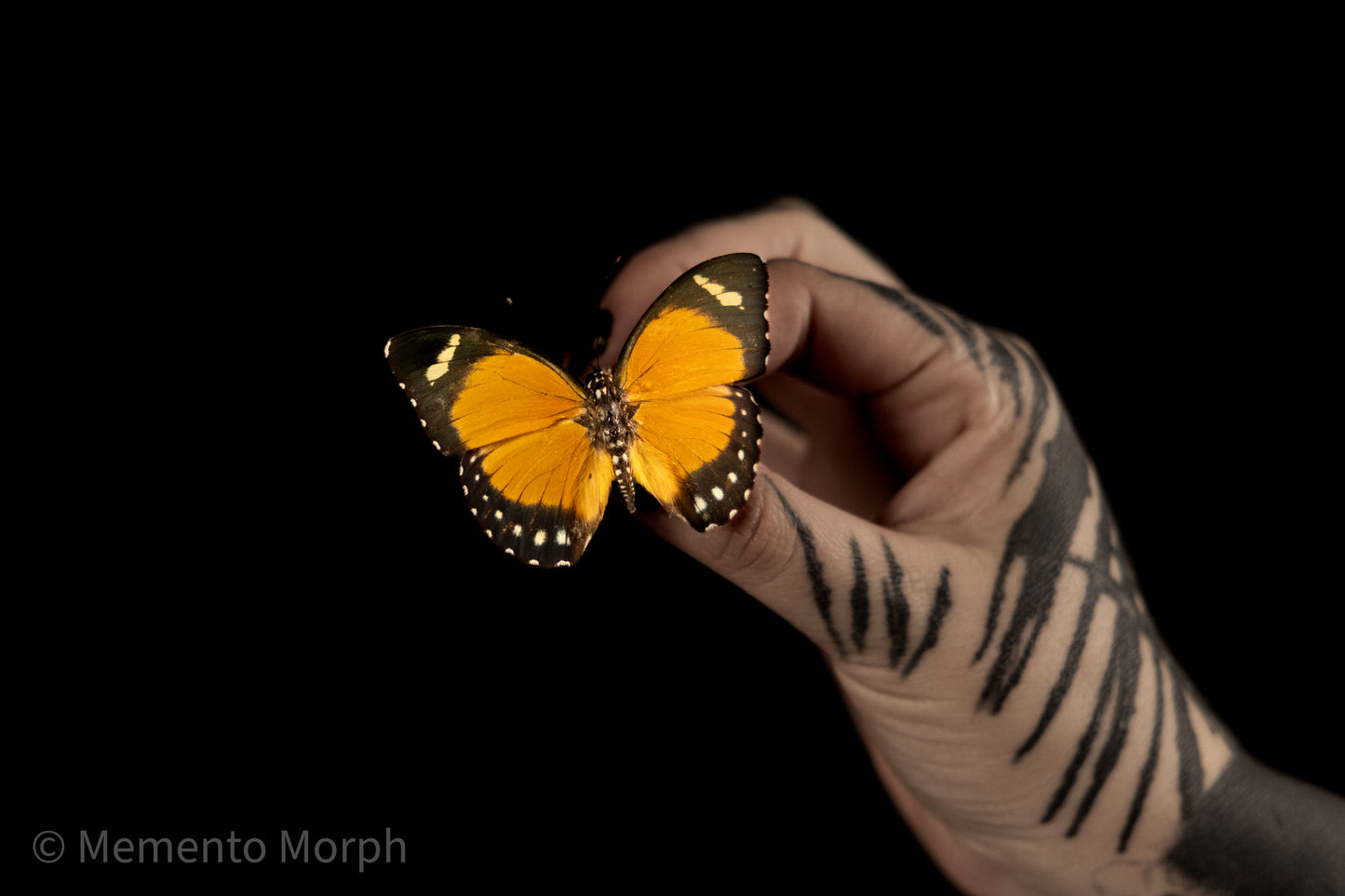 Euphaedra Alacris (Folded Wings)