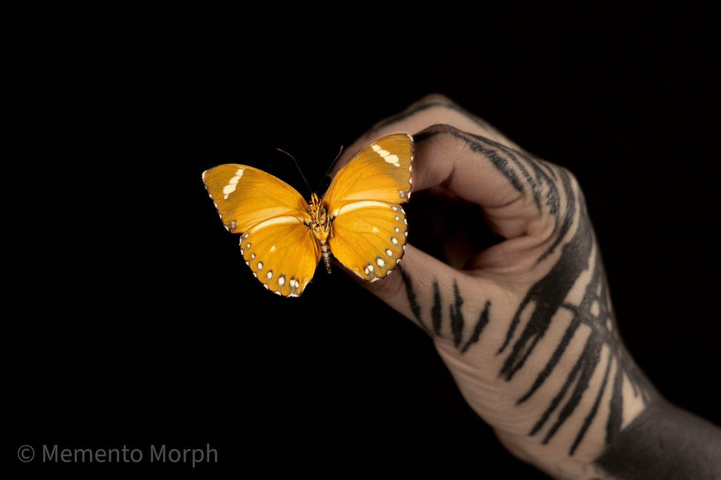 Euphaedra Alacris (Folded Wings)