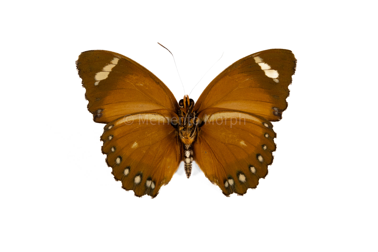 Euphaedra Alacris (Folded Wings)