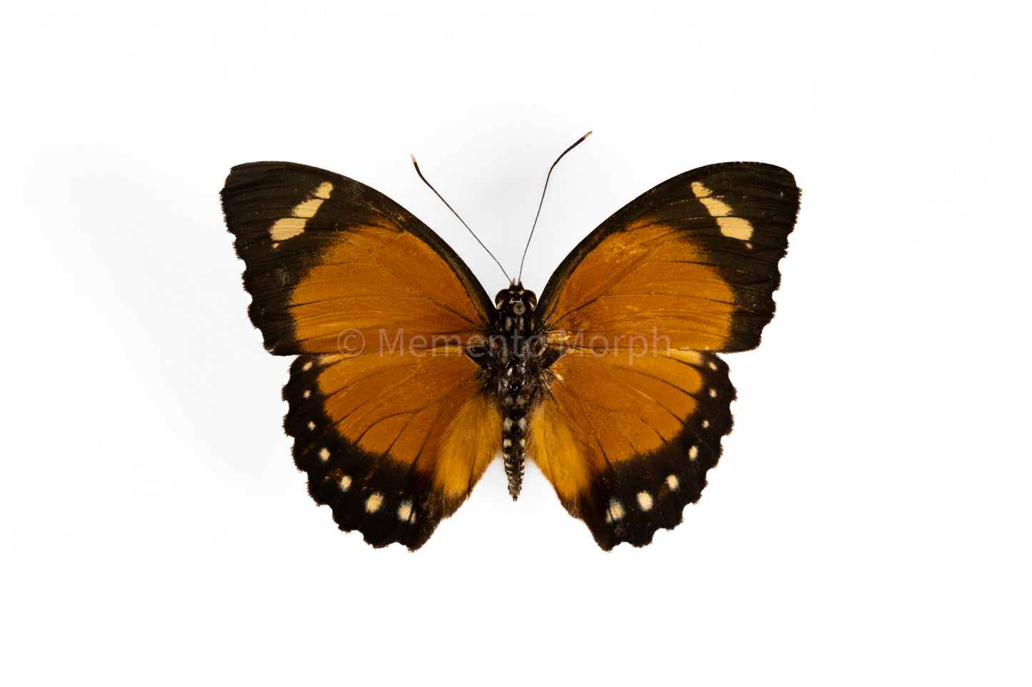Euphaedra Alacris (Folded Wings)