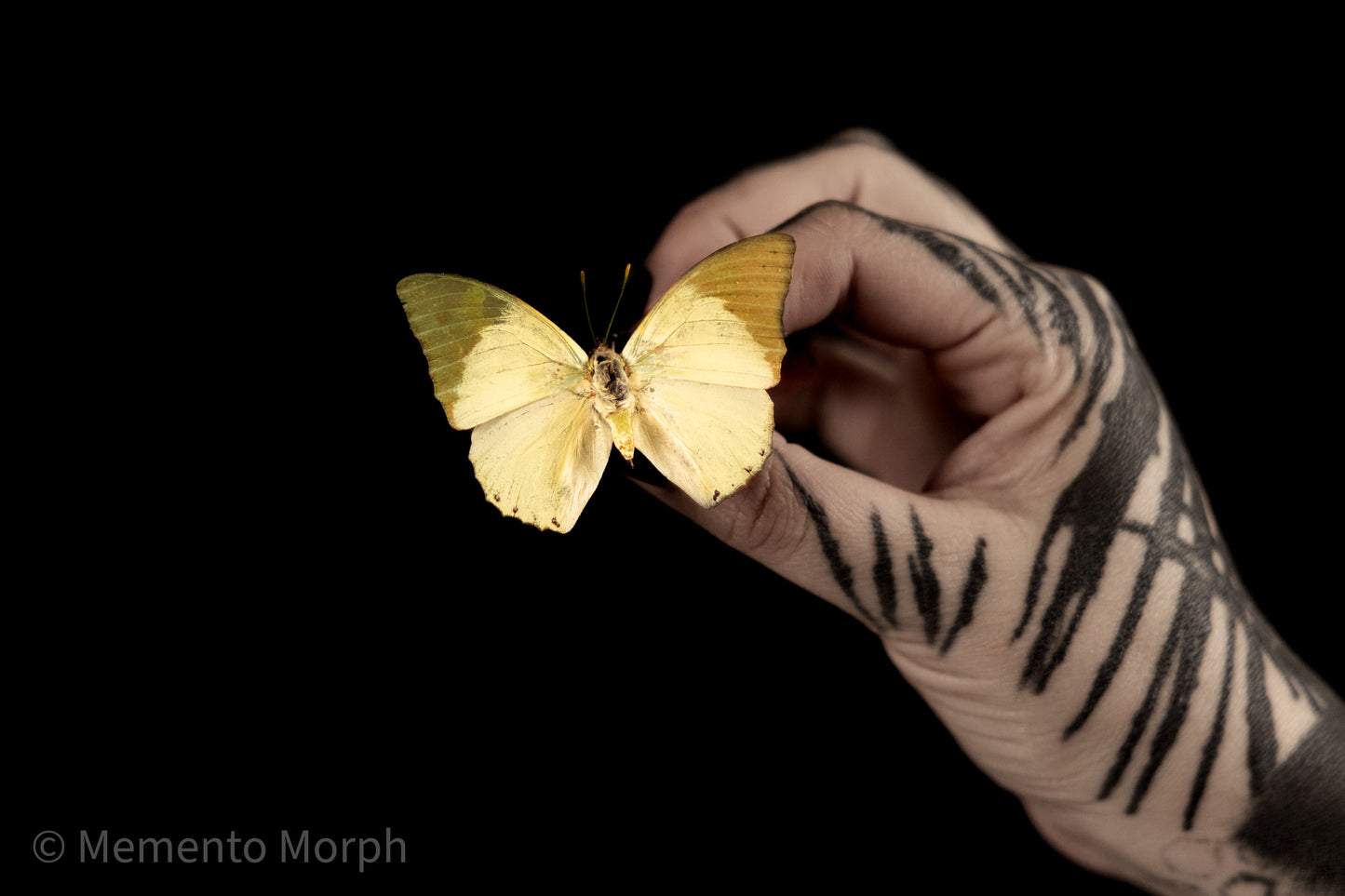 Charaxes Eupale (Folded Wings)