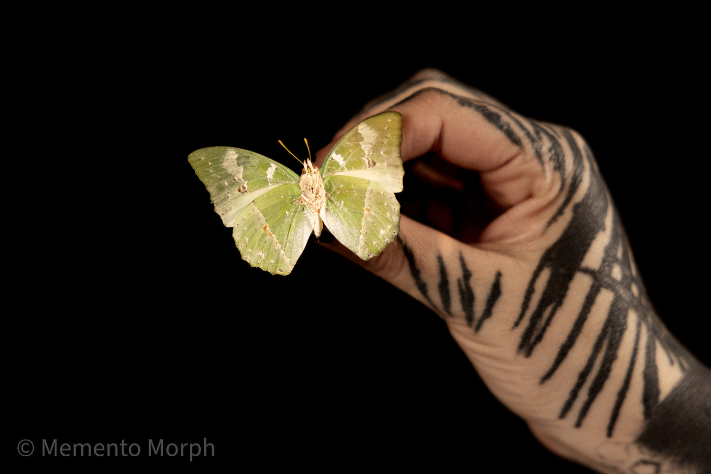 Charaxes Eupale (Folded Wings)