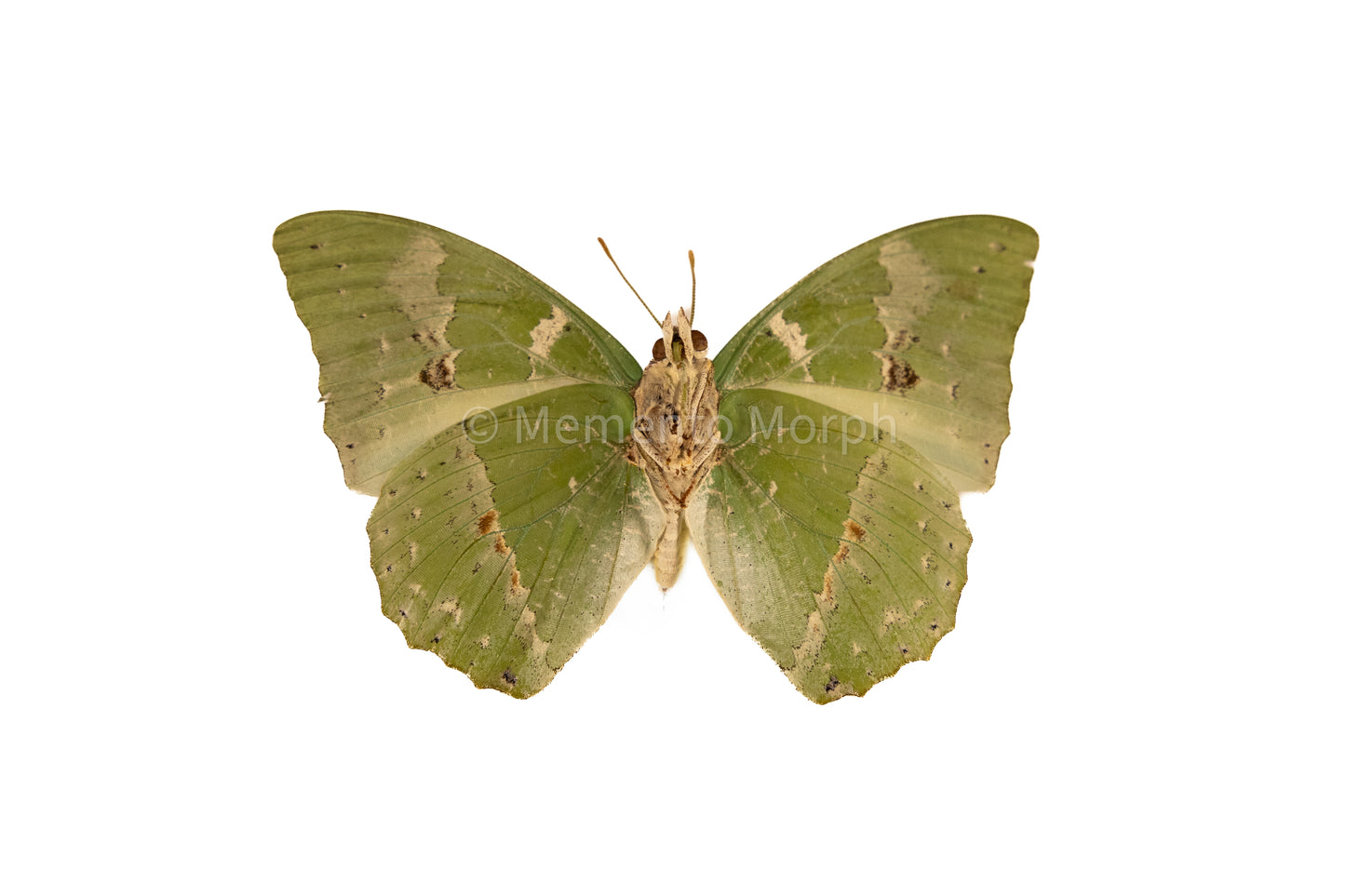 Charaxes Eupale (Folded Wings)