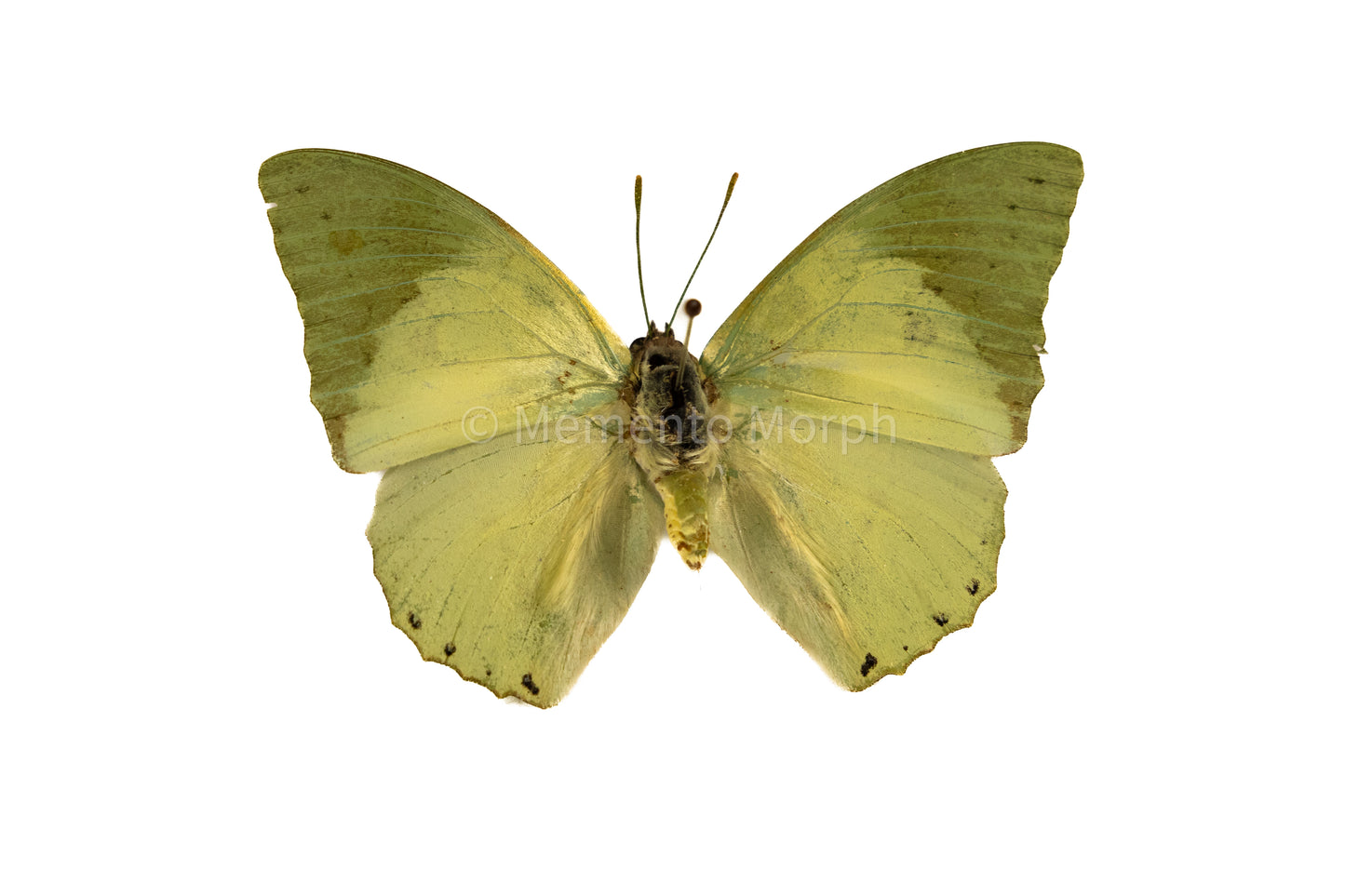 Charaxes Eupale (Folded Wings)
