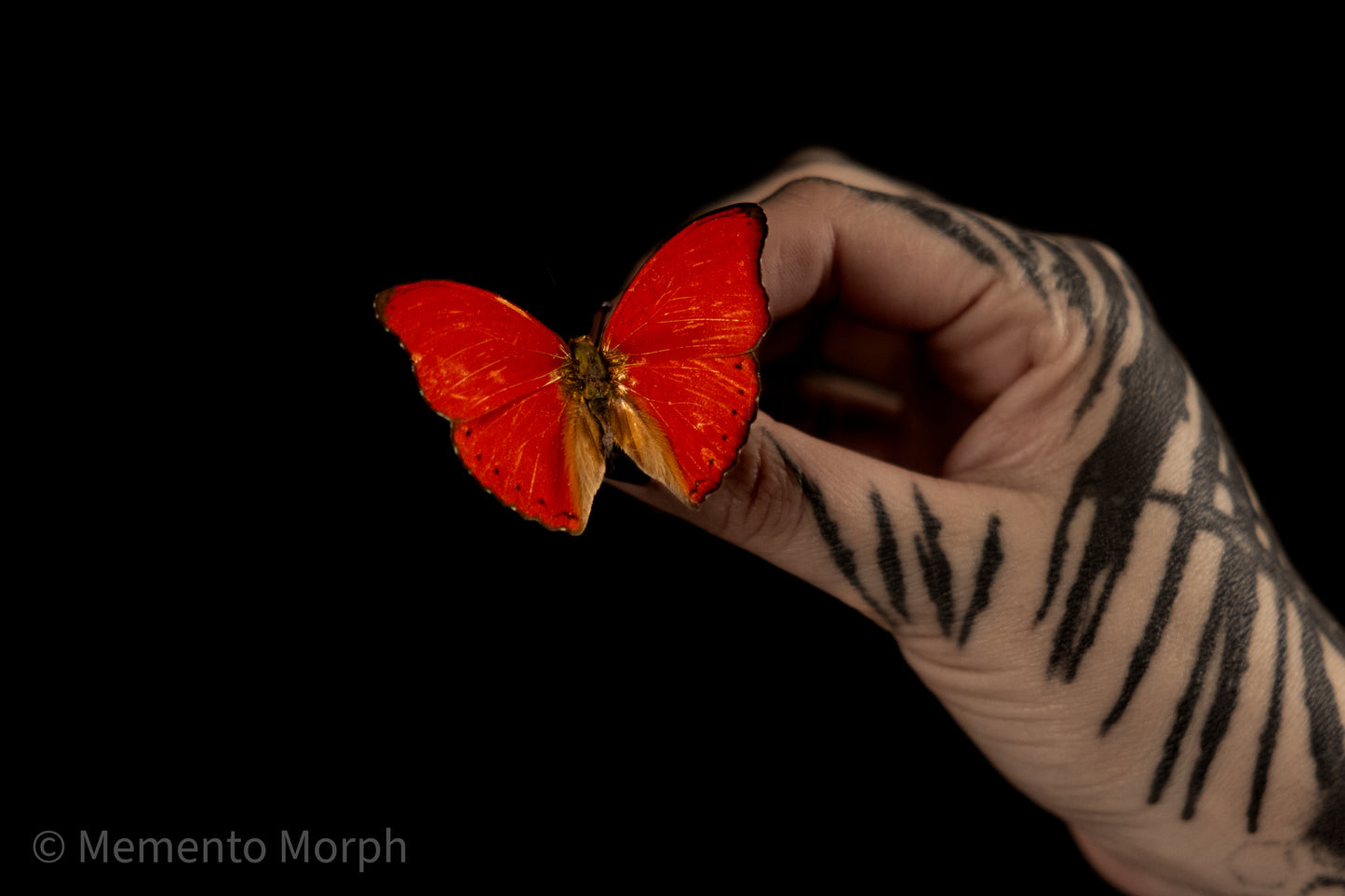 Cymothoe Sangaris (Folded Wings)