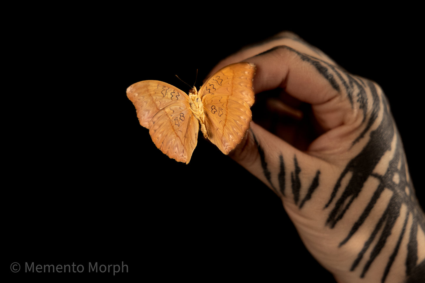 Cymothoe Sangaris (Folded Wings)