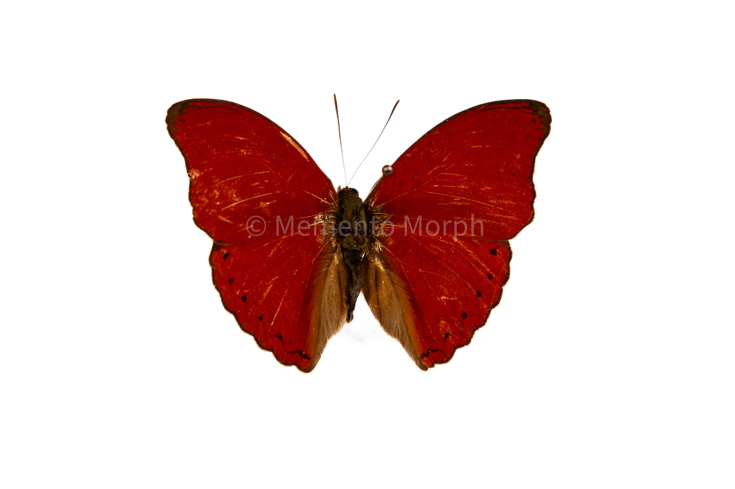 Cymothoe Sangaris (Folded Wings)