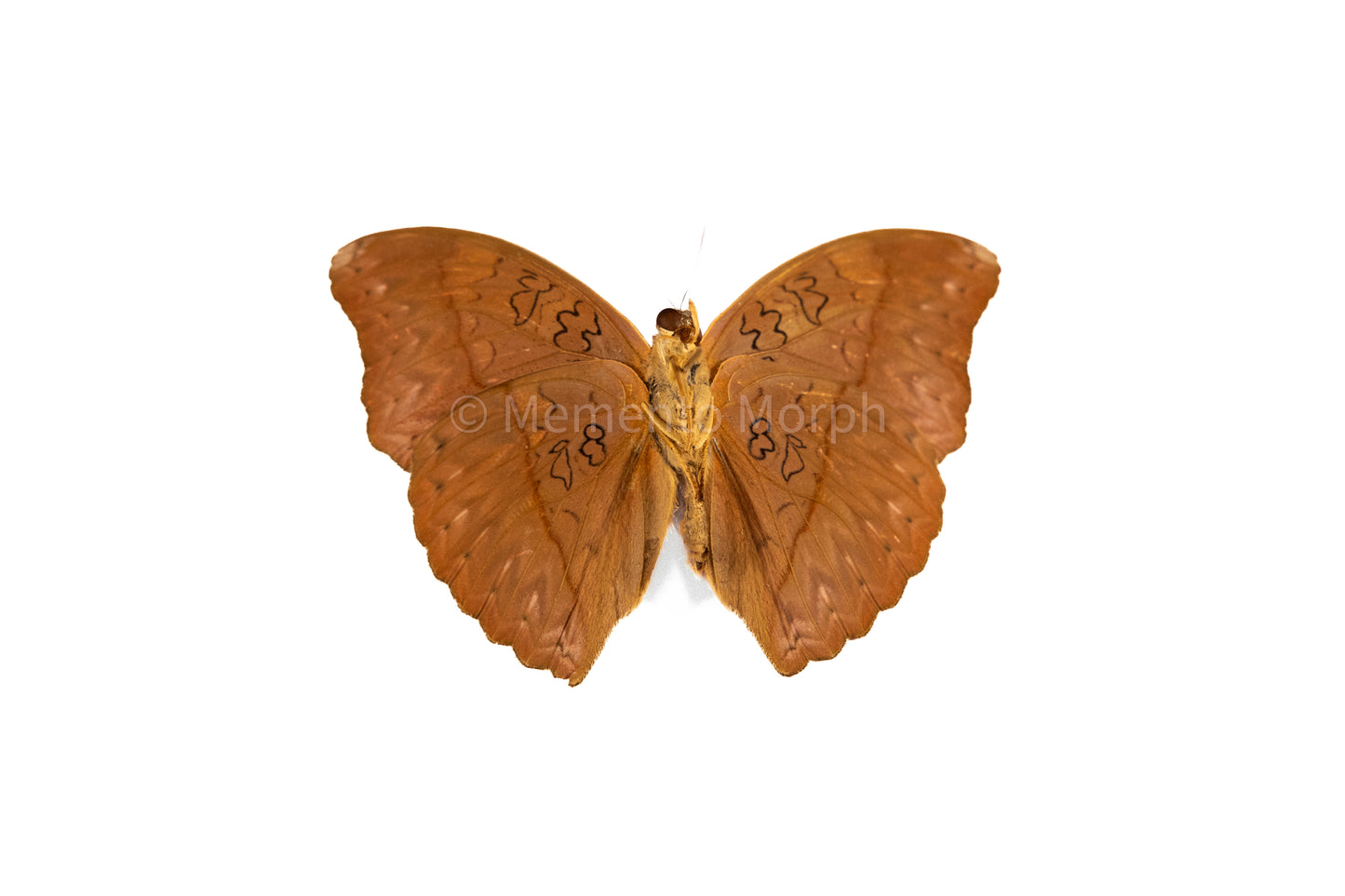 Cymothoe Sangaris (Folded Wings)