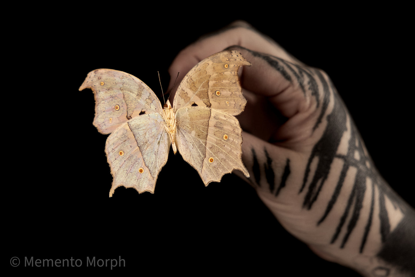 Salamis Parhassus (Folded Wings)