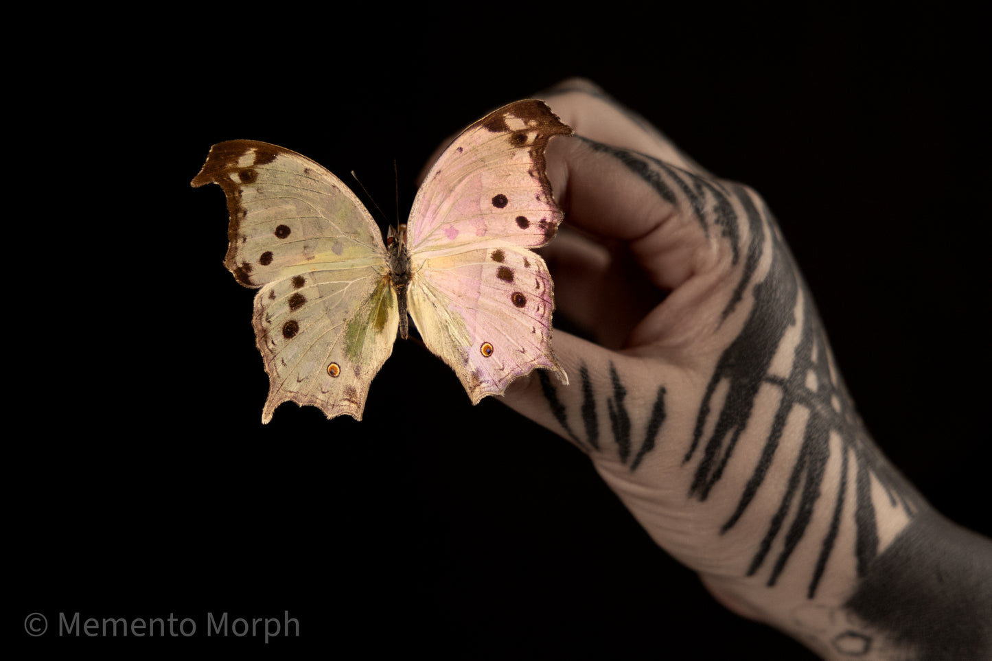 Salamis Parhassus (Folded Wings)