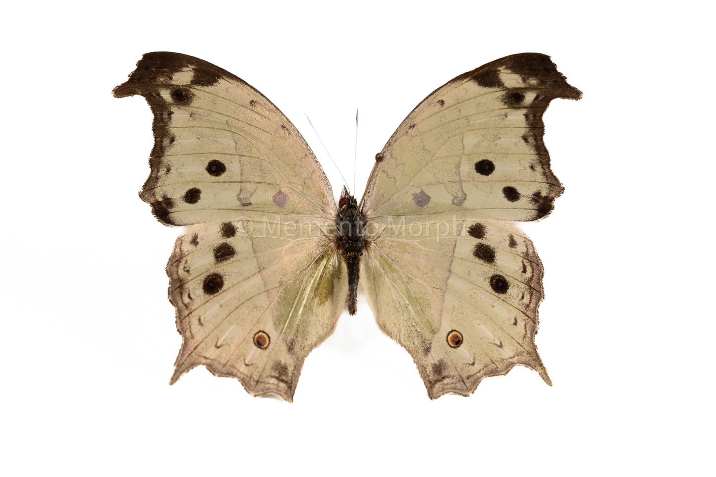 Salamis Parhassus (Folded Wings)