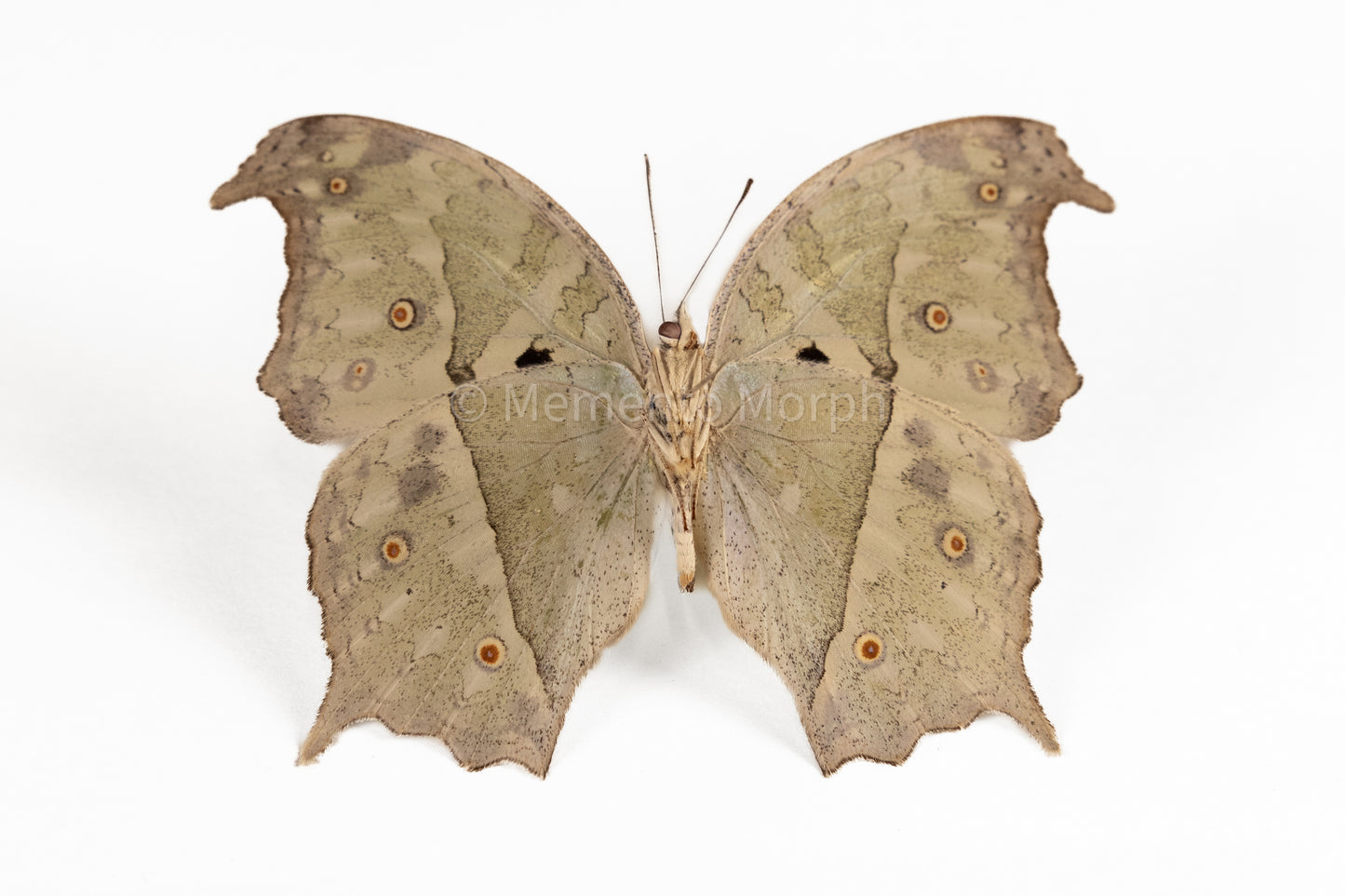 Salamis Parhassus (Folded Wings)