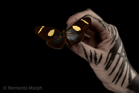 Heliconius Wallacei (Folded Wings)