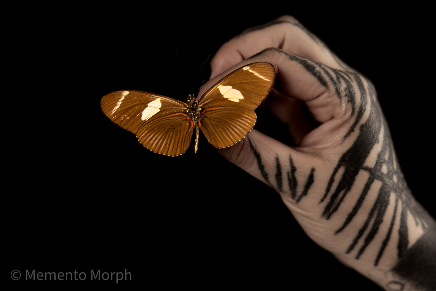 Heliconius Wallacei (Folded Wings)