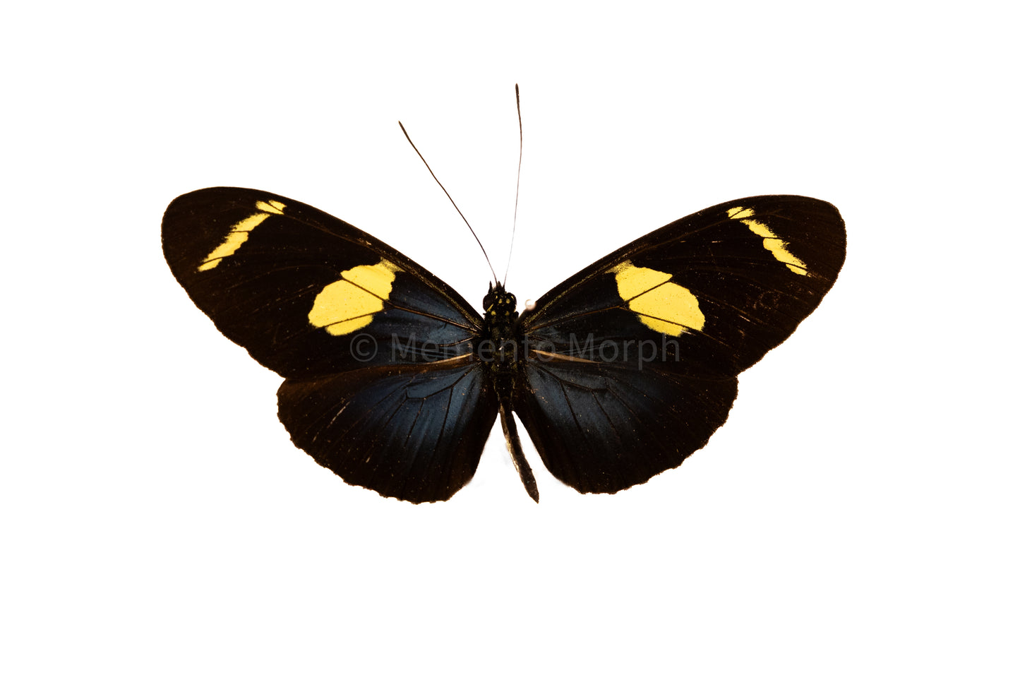 Heliconius Wallacei (Folded Wings)