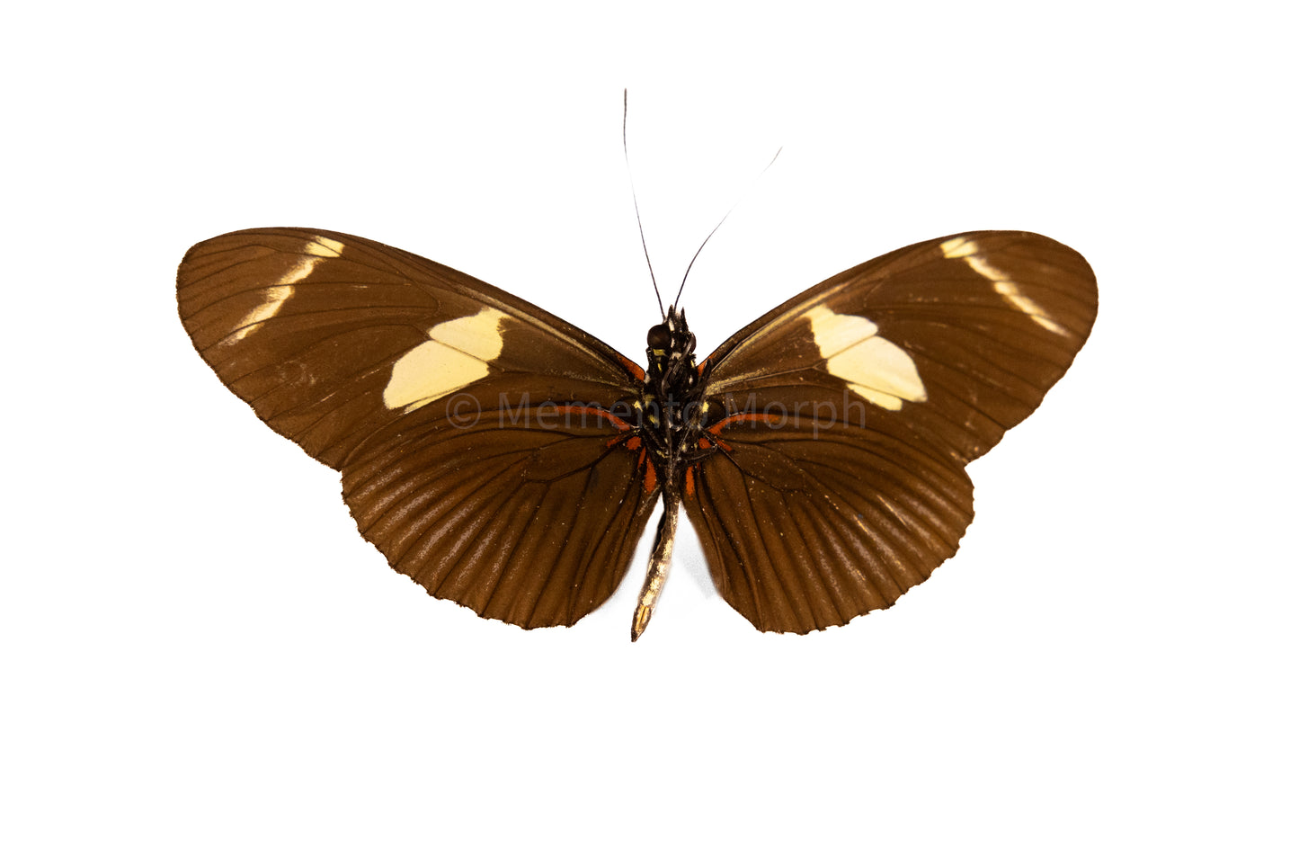 Heliconius Wallacei (Folded Wings)