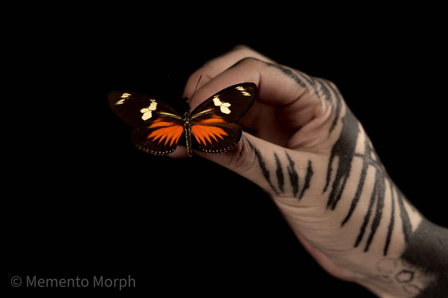 Heliconius Doris (Folded Wings)