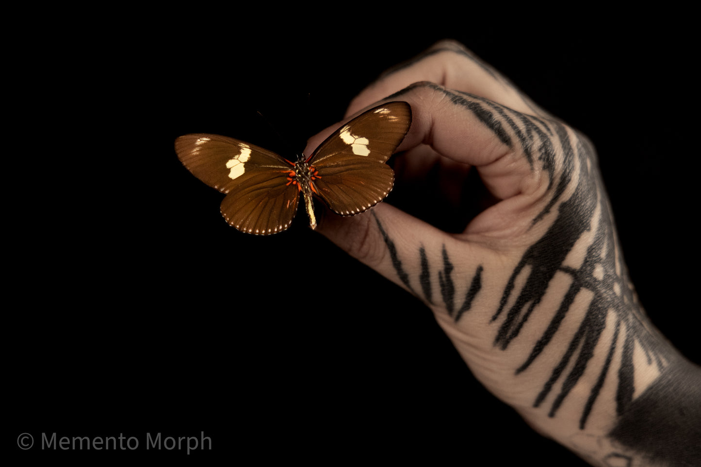 Heliconius Doris (Folded Wings)