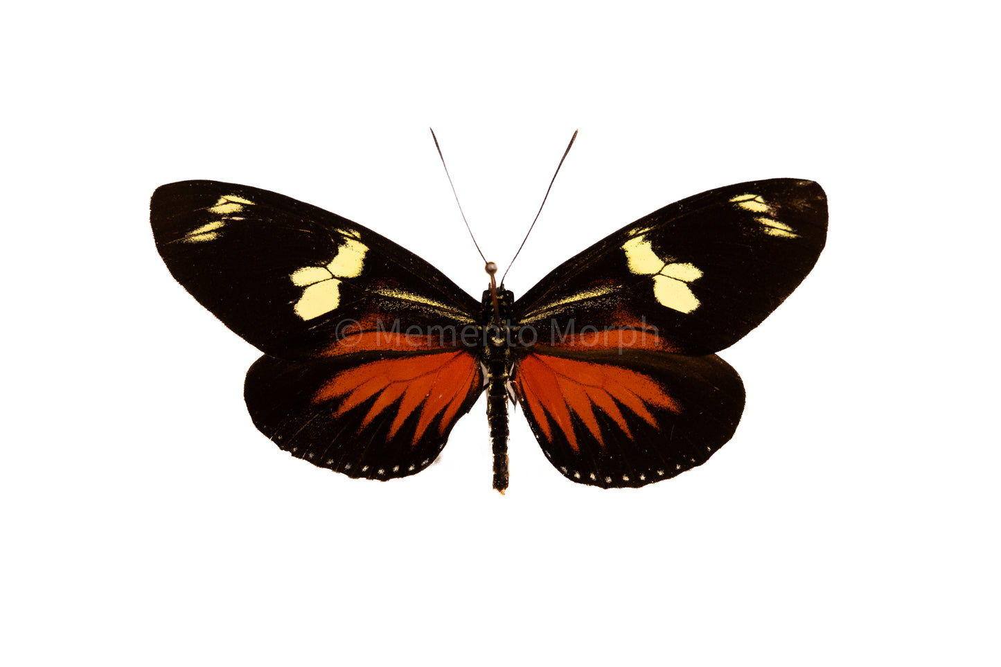 Heliconius Doris (Folded Wings)