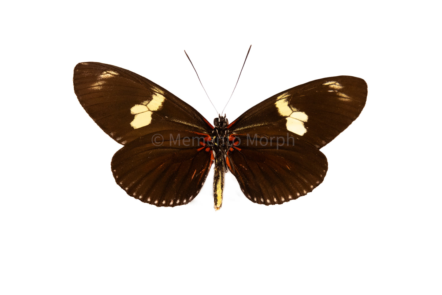 Heliconius Doris (Folded Wings)