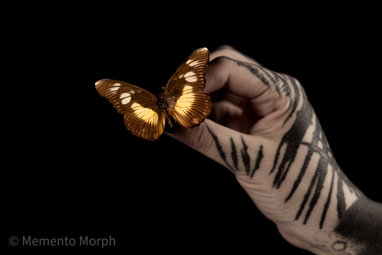 Pseudacraea Lucretia (Folded Wings)
