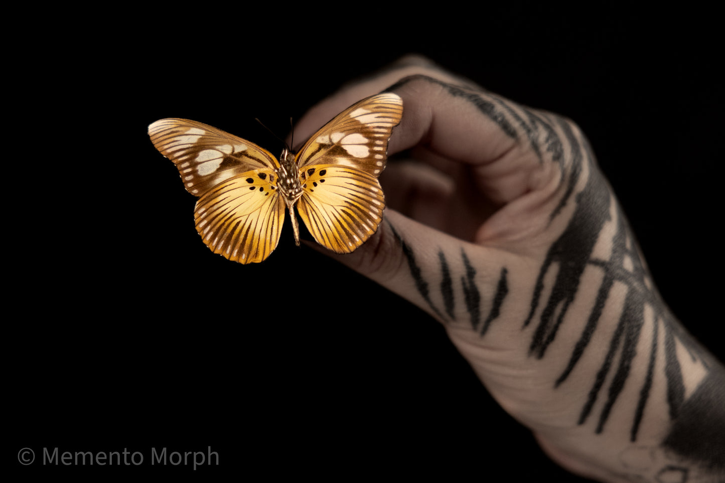 Pseudacraea Lucretia (Folded Wings)